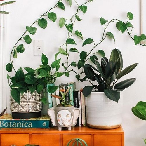 Como usar plantas na decoração da casa.